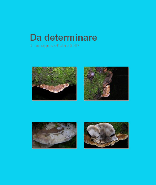 Da determinare. - (Bjerkandera adusta)